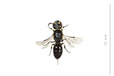  Hylaeus pictipes Nylander, 1852