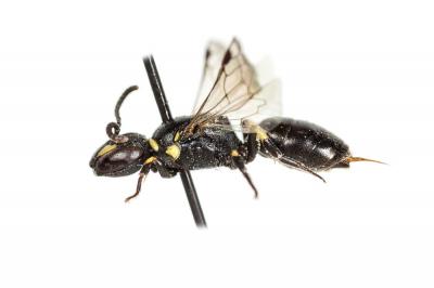  Hylaeus pictipes Nylander, 1852