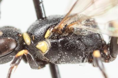  Hylaeus pictipes Nylander, 1852
