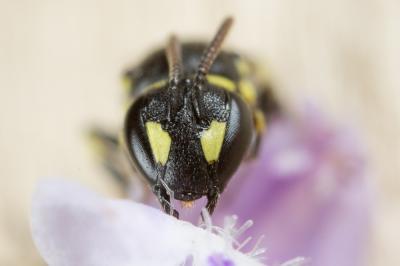  Hylaeus pictipes Nylander, 1852
