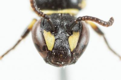  Hylaeus pictipes Nylander, 1852