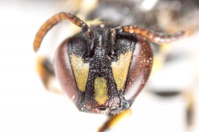  Hylaeus pictipes Nylander, 1852