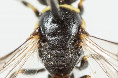  Hylaeus pictipes Nylander, 1852