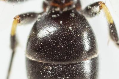  Hylaeus pictipes Nylander, 1852