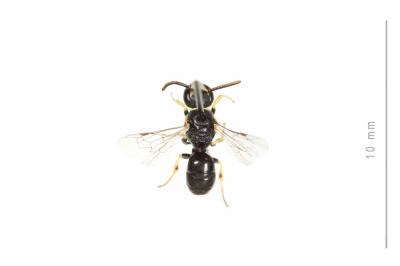  Hylaeus pictipes Nylander, 1852