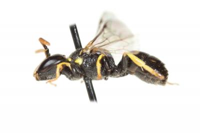  Hylaeus pictipes Nylander, 1852