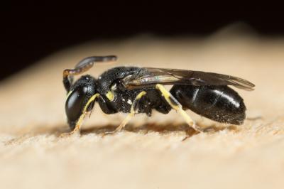  Hylaeus pictipes Nylander, 1852