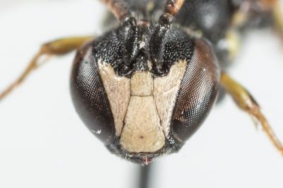  Hylaeus pictipes Nylander, 1852