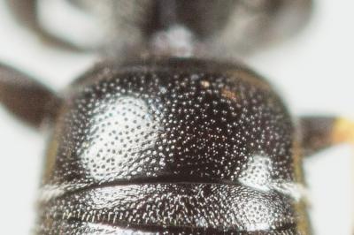  Hylaeus pictipes Nylander, 1852