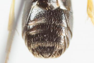  Hylaeus pictipes Nylander, 1852