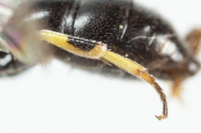  Hylaeus pictipes Nylander, 1852