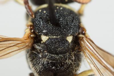  Hylaeus meridionalis Förster, 1871