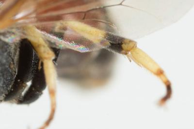 Hylaeus meridionalis Förster, 1871