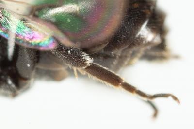  Hylaeus leptocephalus (Morawitz, 1870)
