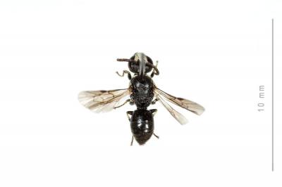  Hylaeus leptocephalus (Morawitz, 1870)