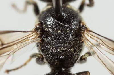  Hylaeus leptocephalus (Morawitz, 1870)