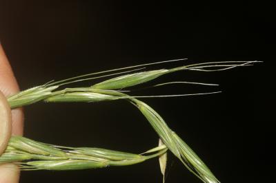 Froment des haies Elymus caninus (L.) L., 1755