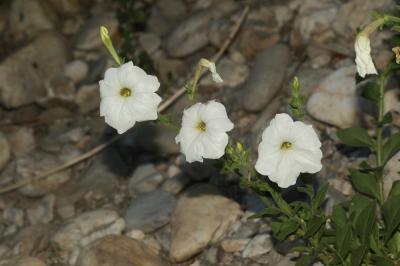 Pétunia Petunia axillaris (Lam.) Britton, Sterns & Poggenb., 1888