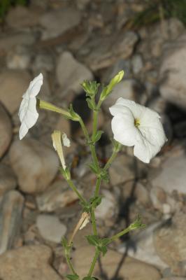 Pétunia Petunia axillaris (Lam.) Britton, Sterns & Poggenb., 1888