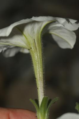 Pétunia Petunia axillaris (Lam.) Britton, Sterns & Poggenb., 1888