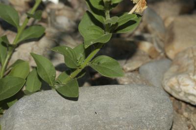 Pétunia Petunia axillaris (Lam.) Britton, Sterns & Poggenb., 1888