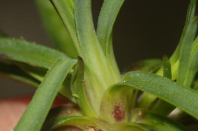 Oeillet prolifère, Petrorhagie prolifère Petrorhagia prolifera (L.) P.W.Ball & Heywood, 1964