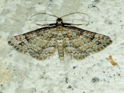 Fausse-Eupithécie (La) Gymnoscelis rufifasciata (Haworth, 1809)
