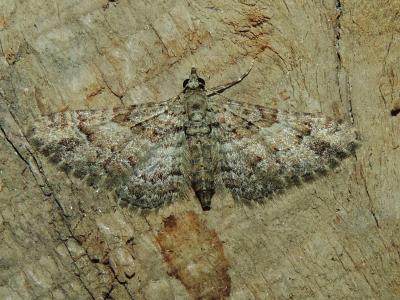 Fausse-Eupithécie (La) Gymnoscelis rufifasciata (Haworth, 1809)