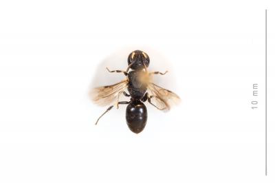  Hylaeus kahri Förster, 1871