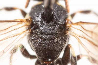  Hylaeus kahri Förster, 1871