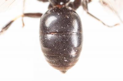  Hylaeus kahri Förster, 1871