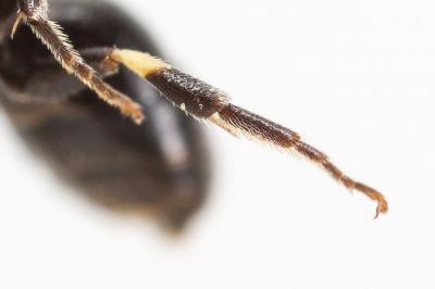  Hylaeus kahri Förster, 1871