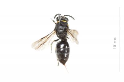  Hylaeus incongruus Förster, 1871