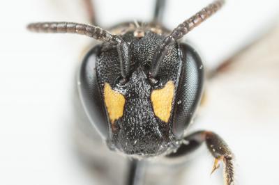  Hylaeus incongruus Förster, 1871