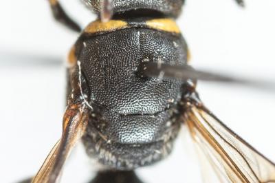  Hylaeus incongruus Förster, 1871