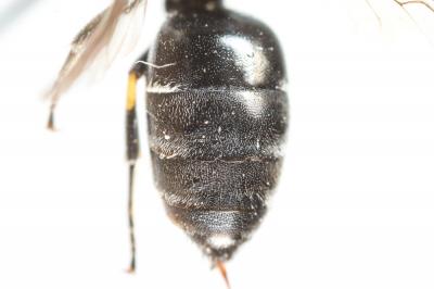  Hylaeus incongruus Förster, 1871
