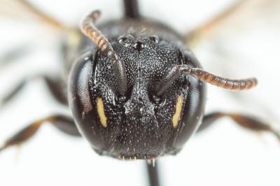  Hylaeus gredleri Förster, 1871