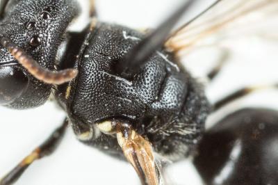  Hylaeus gredleri Förster, 1871