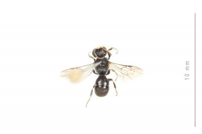  Hylaeus gredleri Förster, 1871