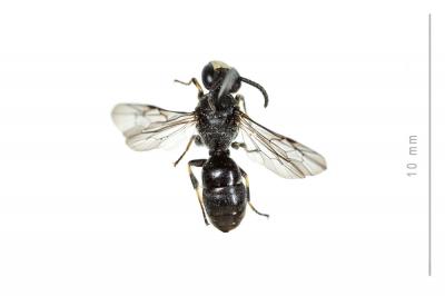  Hylaeus gibbus Saunders, 1850