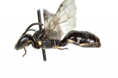  Hylaeus gibbus Saunders, 1850