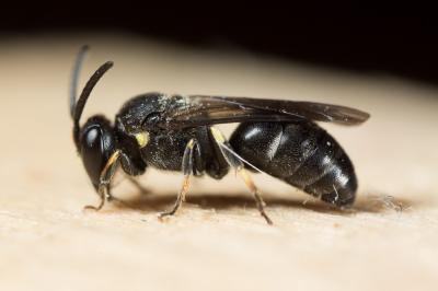  Hylaeus gibbus Saunders, 1850