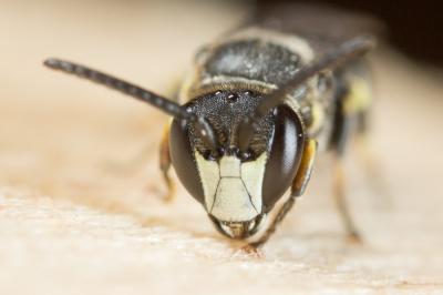  Hylaeus gibbus Saunders, 1850