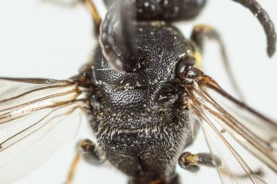  Hylaeus gibbus Saunders, 1850