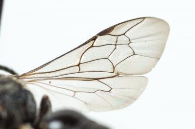  Hylaeus gibbus Saunders, 1850