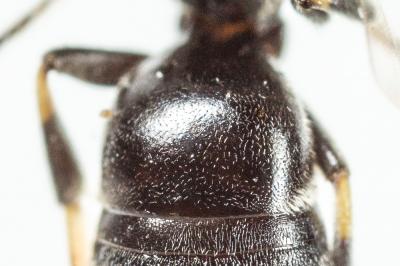  Hylaeus gibbus Saunders, 1850