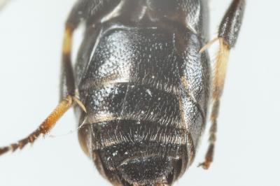  Hylaeus gibbus Saunders, 1850