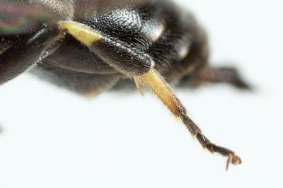  Hylaeus gibbus Saunders, 1850