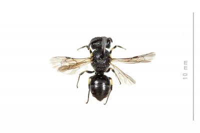  Hylaeus euryscapus Förster, 1871