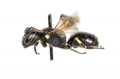  Hylaeus euryscapus Förster, 1871